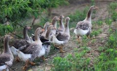 生產(chǎn)肥肝鵝的品種、性別與年齡選擇問題