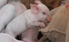 如何提高二元雜交豬的配種率、產(chǎn)仔率？