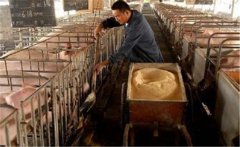 生料喂豬飼料如何選擇、飼喂方式有哪些講究？