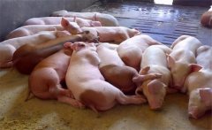 飼料生喂有什么優(yōu)點(diǎn)？生飼料喂豬注意事項(xiàng)