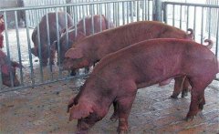 怎樣采集種公豬精液？公豬精液的采集方法步驟