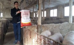 養(yǎng)豬要選擇配合飼料，如何提高豬飼料的利用率