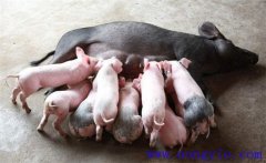 如何縮短仔豬哺乳周期，有效提高母豬飼養(yǎng)效益