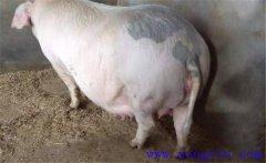 妊娠母豬夏季為什么流產(chǎn)多，妊娠母豬如何度夏