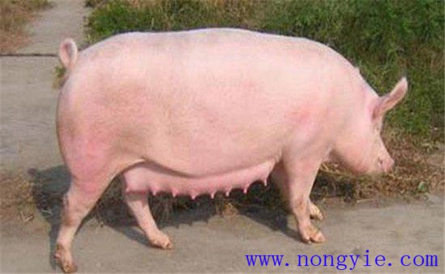 調(diào)整飼料，加強飼養(yǎng)管理