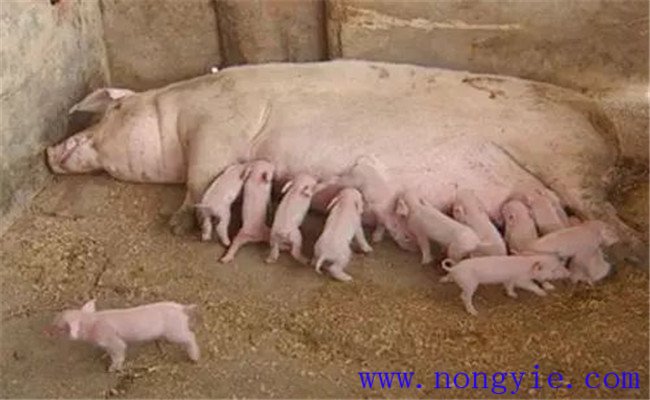 怎樣治療母豬無乳或泌乳不足，如何預(yù)防