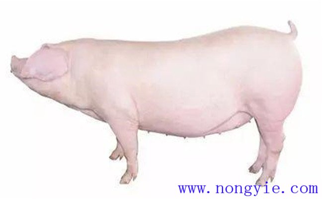 怎樣選擇后備母豬？挑選后備母豬的技術(shù)要點(diǎn)