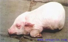 仔豬水腫病的發(fā)病原因是什么？如何預防水腫病