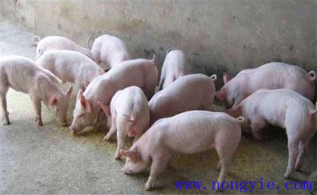 哺乳仔豬如何補(bǔ)飼，哺乳仔豬早期補(bǔ)飼技術(shù)要點(diǎn)
