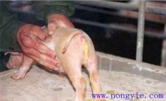 如何預(yù)防與治療仔豬紅痢、仔豬黃痢與仔豬白痢