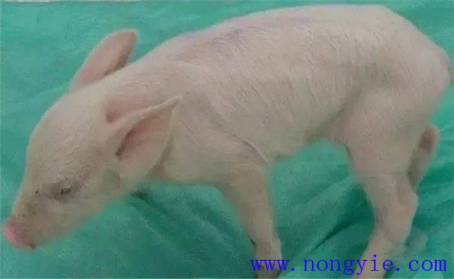 新生仔豬低血糖的癥狀、治療和預(yù)防方法