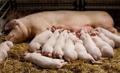哺乳仔豬的特點(diǎn)，需采取哪些措施減少死亡率？