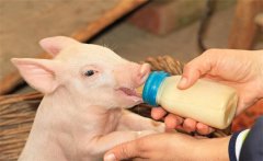 初生仔豬要早吃初乳，為什么要給仔豬固定奶頭