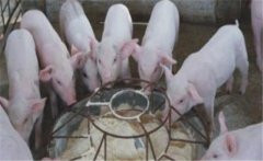 仔豬斷奶應(yīng)激如何預(yù)防，絕食仔豬怎樣進(jìn)行挽救