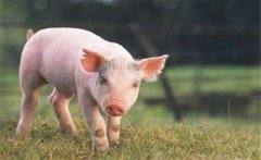 怎樣增加有益微生物菌群、保護(hù)仔豬腸道