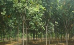欒樹介紹，欒樹的生態(tài)習(xí)性與栽培管理要點(diǎn)