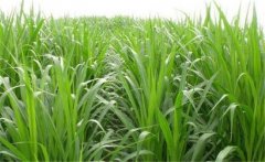 如何用牧草喂養(yǎng)畜禽？畜禽飼養(yǎng)中牧草的選用