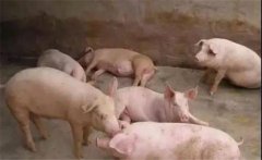 豬喘氣病的預(yù)防措施，豬喘氣病的疫苗免疫問題