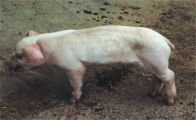 豬副嗜血桿菌病的臨床癥狀、診斷與治療方法