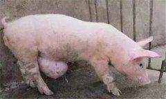 臍疝的類型與癥狀，豬發(fā)生臍疝怎么辦？