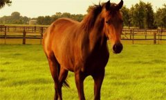 馬、驢、騾子的區(qū)別