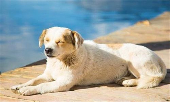 怎樣養(yǎng)好老齡犬，養(yǎng)殖老齡犬應(yīng)注意哪些問題