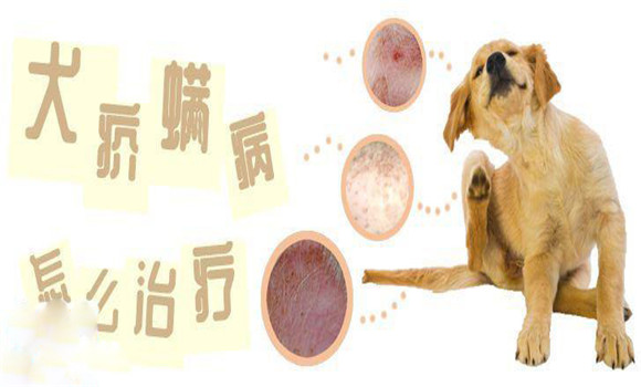 犬疥螨病怎么治療