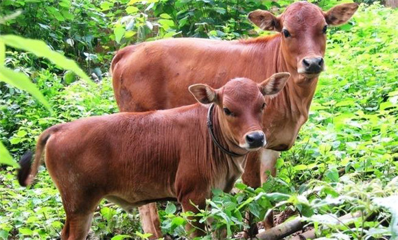 家畜青草搐搦的發(fā)病原因、預(yù)防方法與治療方法
