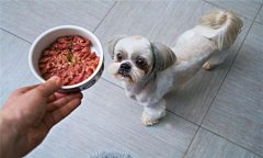 犬飼料中為何要添加鐵、銅等微量元素