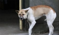 狗都怕什么？犬在什么情況下會(huì)表現(xiàn)出恐懼感