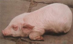 豬水腫、鏈球菌、偽狂犬的鑒別診斷及防治方法