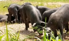 為什么豬、牛食用新鮮玉米苗等會發(fā)生中毒死亡