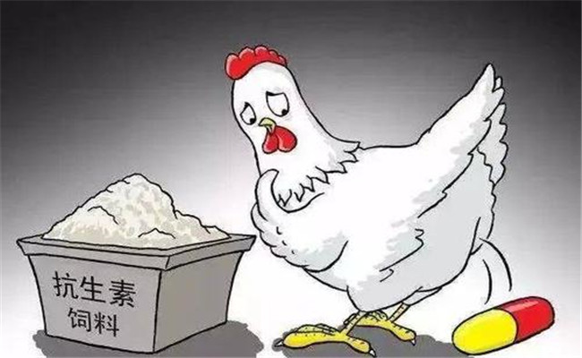 怎樣在飼料中添加抗生素？使用抗生素注意事項(xiàng)