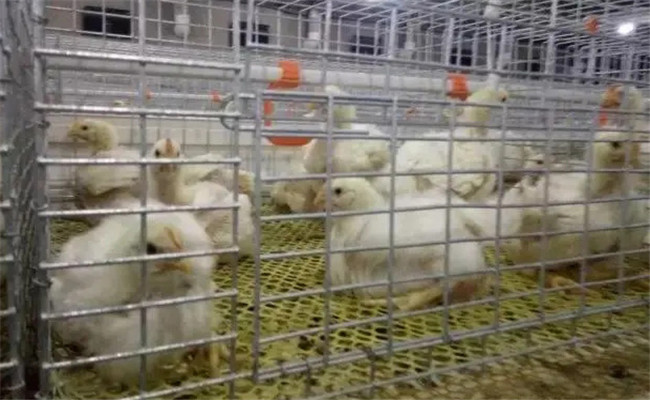 堅持隔離飼養(yǎng)，加強家禽保健與疾病防治