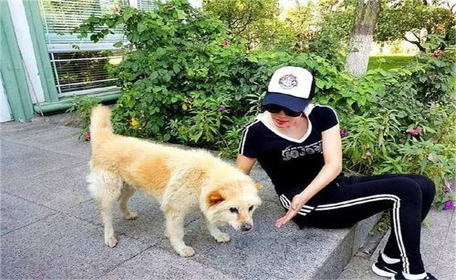 怎樣喂養(yǎng)妊娠犬、哺乳犬