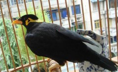 養(yǎng)鳥要注意什么？介紹鳥的衛(wèi)生要求及四季管理