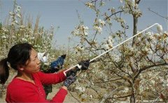 李子花期如何管理？李子花期有哪些注意事項(xiàng)？