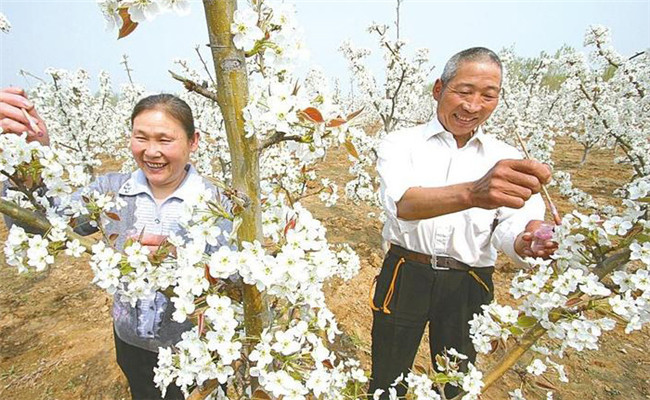 梨樹(shù)人工授粉法