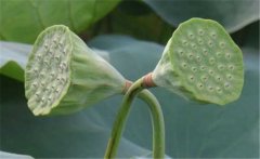 蓮蓬是荷花的什么部分，蓮蓬什么季節(jié)成熟