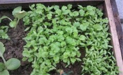 香菜（芫荽）白粉虱如何防治？發(fā)生規(guī)律是什么