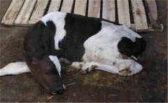 新生牛犢拉綠屎的原因是什么，如何治療？