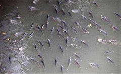 鯽魚在什么季節(jié)產(chǎn)卵，鯽魚產(chǎn)卵需要什么條件