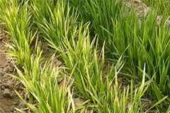 小麥發(fā)黃死苗如何防治，一畝小麥用多少蕓苔素