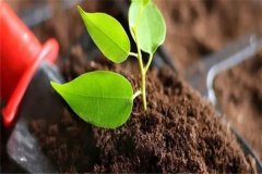 多菌靈可以直接澆灌嗎？如何使用多菌靈灌根？