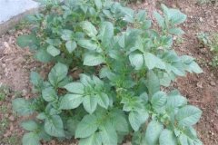 土豆秧用不用打尖和打叉，開花后施什么肥料？