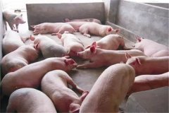 育肥豬不吃食是什么原因，豬不吃食怎么辦？