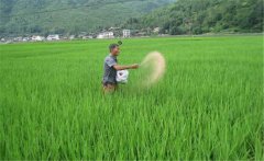水稻生產為什么要多施鉀肥，水稻怎么施用鉀肥