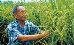 雜交水稻是哪兩種水稻雜交的 可以自己留種嗎？