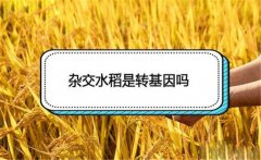 雜交水稻是轉(zhuǎn)基因嗎 雜交水稻和普通水稻的區(qū)別