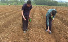 豇豆苗期如何管理？如何確定豇豆的移栽苗齡？
